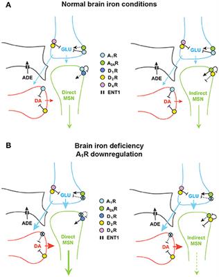 Pivotal Role of Adenosine Neurotransmission in Restless Legs Syndrome